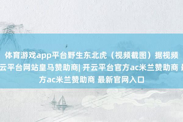 体育游戏app平台野生东北虎（视频截图）据视频画面裸露-开云平台网站皇马赞助商| 开云平台官方ac米兰赞助商 最新官网入口